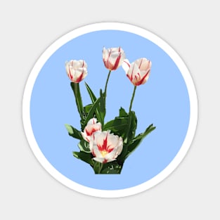 Red and White Tulips Magnet